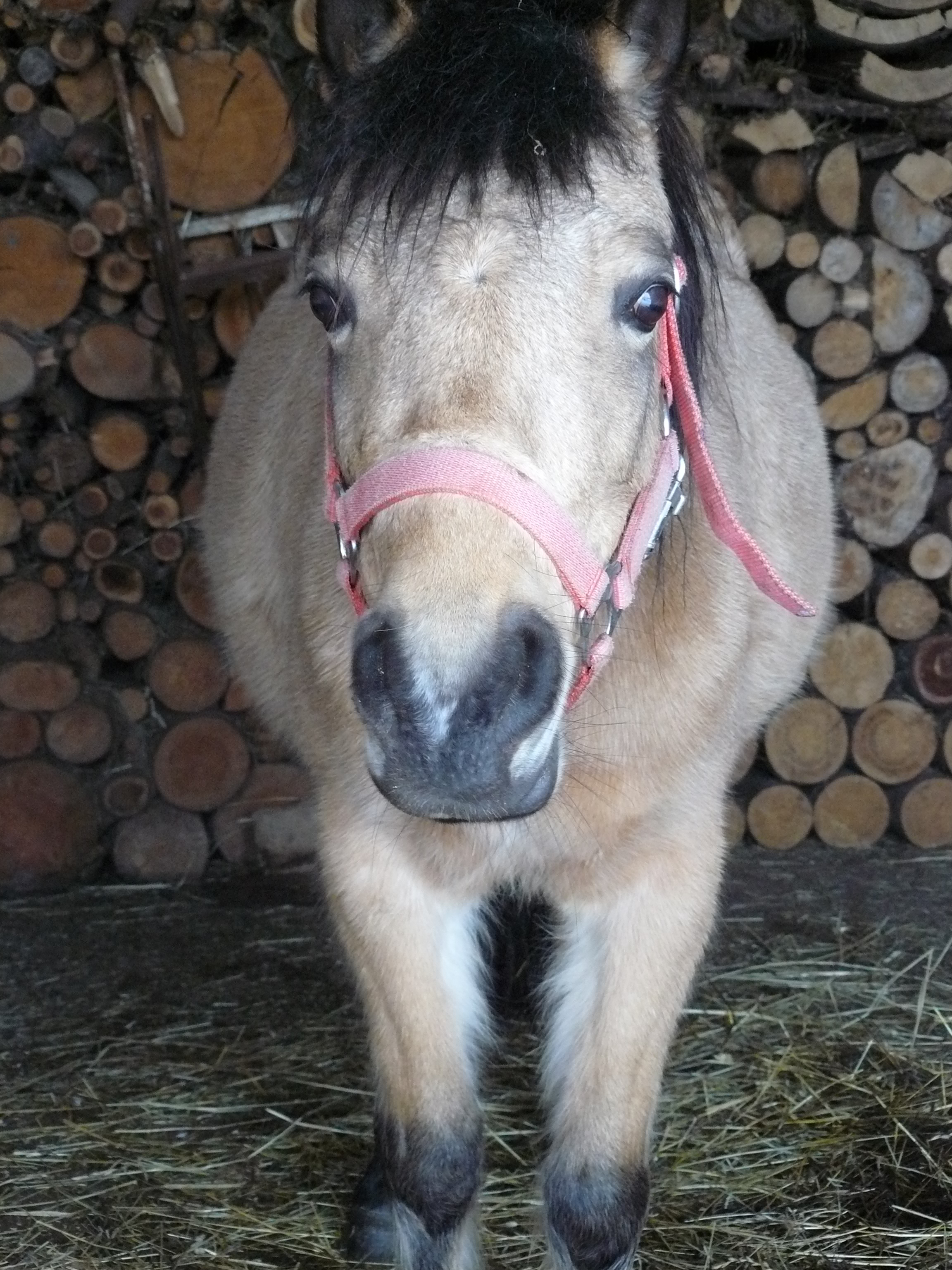 fotecky 023.jpg